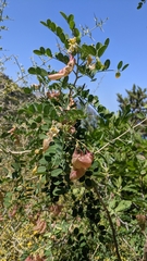 Colutea