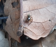 Kalcerrytus