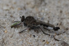 Efferia albibarbis