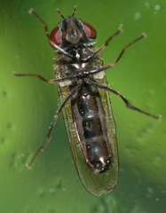 Platycheirus obscurus