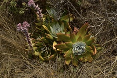 Dudleya palmeri