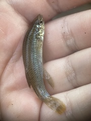 Fundulus rathbuni