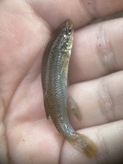 Fundulus rathbuni