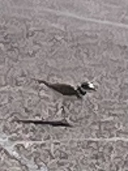 Charadrius vociferus