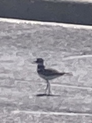 Charadrius vociferus