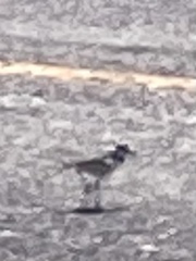 Charadrius vociferus
