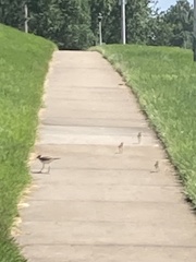 Charadrius vociferus