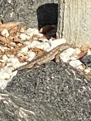 Sceloporus occidentalis