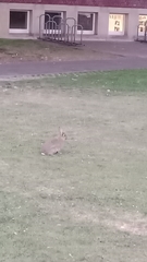 Oryctolagus cuniculus