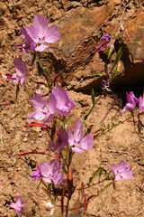 Clarkia dudleyana