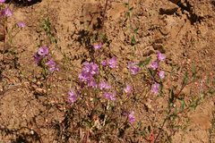 Clarkia dudleyana