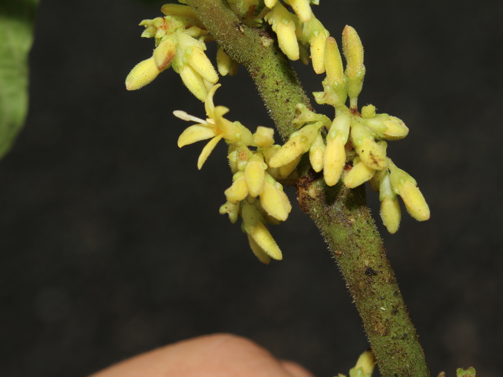 Hoffmannia costaricensis