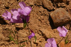 Clarkia dudleyana