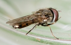 Platycheirus obscurus