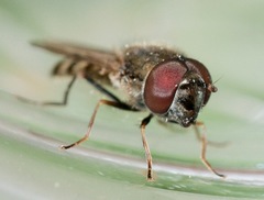 Platycheirus obscurus