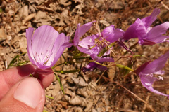 Clarkia dudleyana
