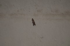 Phycitodes mucidella