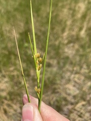 Cladium mariscoides