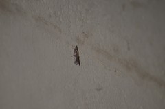 Phycitodes mucidella