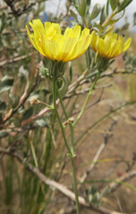 Malacothrix sonchoides