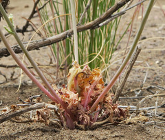 Malacothrix sonchoides