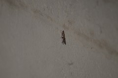 Phycitodes mucidella