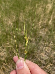 Cladium mariscoides