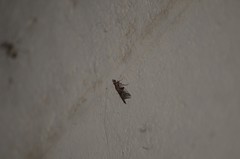 Phycitodes mucidella