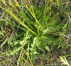 Crepis runcinata imbricata