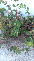Euphorbia hirta