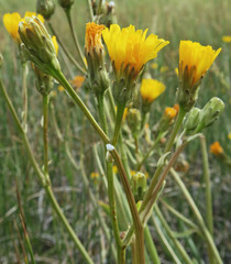 Crepis runcinata imbricata