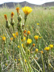 Crepis runcinata imbricata