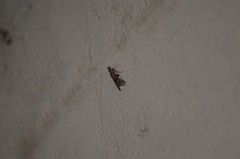 Phycitodes mucidella