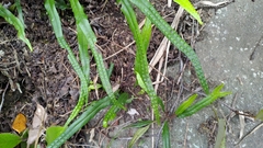 Lepisorus pseudoussuriensis