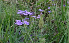 Glandularia venturii