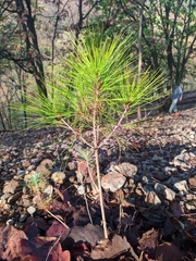 Pinus teocote