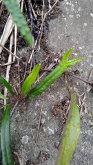 Lepisorus pseudoussuriensis