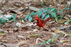 Cardinalis cardinalis