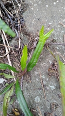 Lepisorus pseudoussuriensis