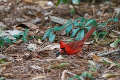 Cardinalis cardinalis