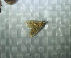 Paracymoriza taiwanalis