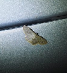Idaea ptyonopoda