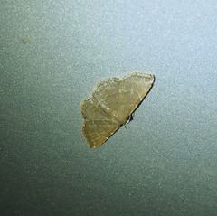 Idaea sugillata