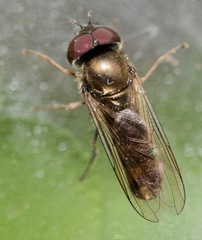 Platycheirus obscurus