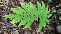 Pteris setulosocostulata