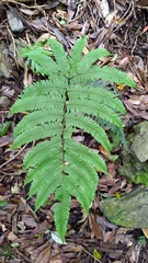 Pteris setulosocostulata