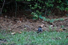 Dumetella carolinensis