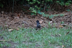 Dumetella carolinensis