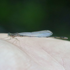 Enallagma vesperum