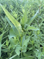 Hasteola suaveolens